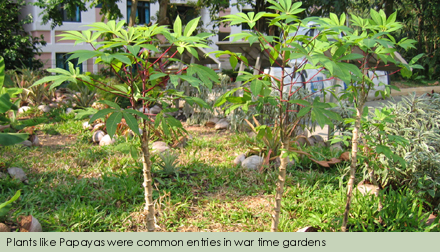 Plants like papayas were common in wartime gardens